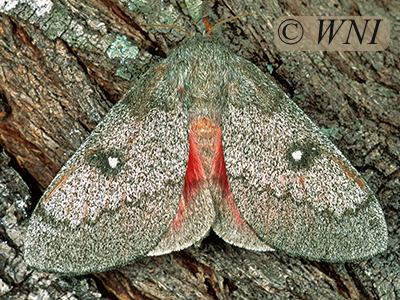 Honey Locust Moth (Sphingicampa bicolor)
